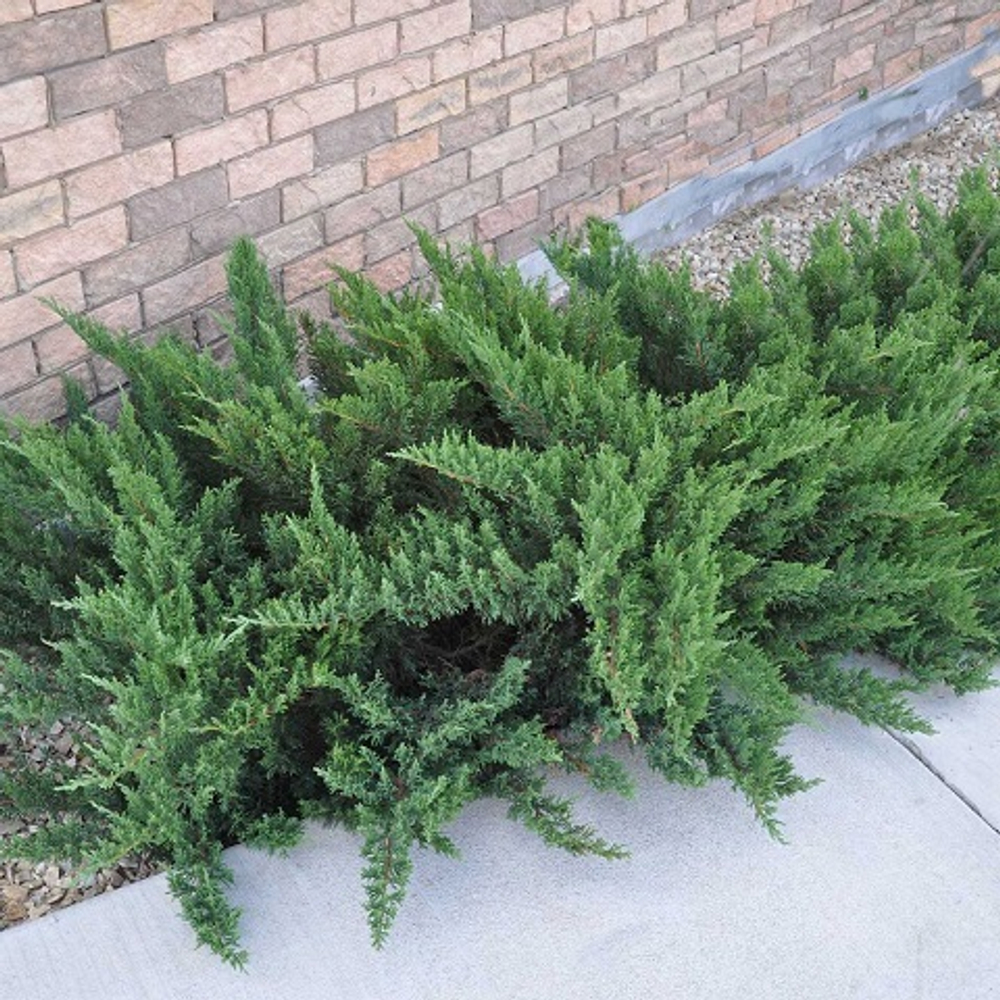 Можжевельник казацкий Там Ноу Блайт