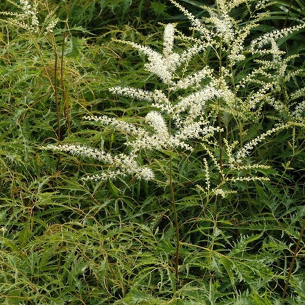 Арункус обыкновенный (волжанка) Кнайфи С2