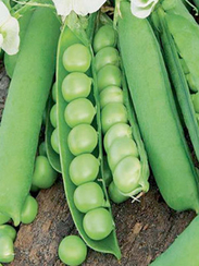 Бинго семена гороха (Syngenta / Сингента)