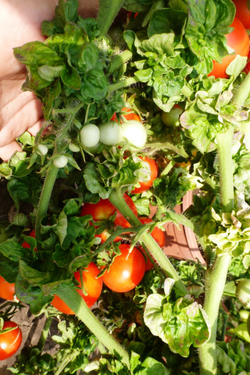 Помидоры Палка — Колоновидные