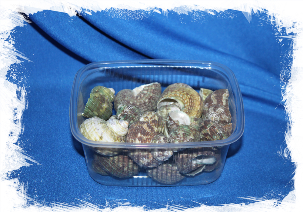Декоративные морские ракушки Турбо