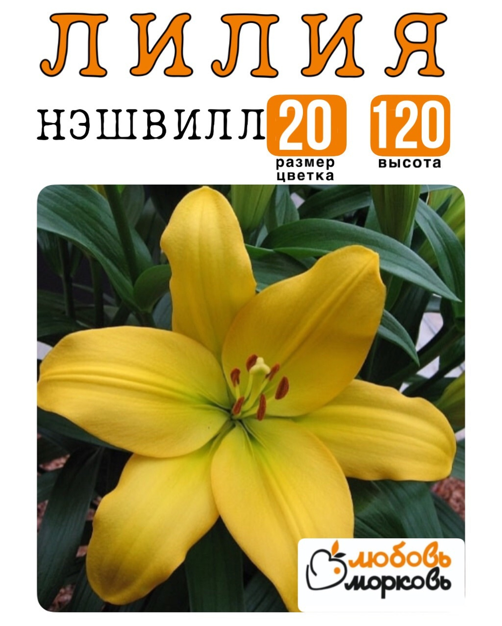 Лилия Луковица, Нэшвилл, ЛА-гибрид, 1 шт