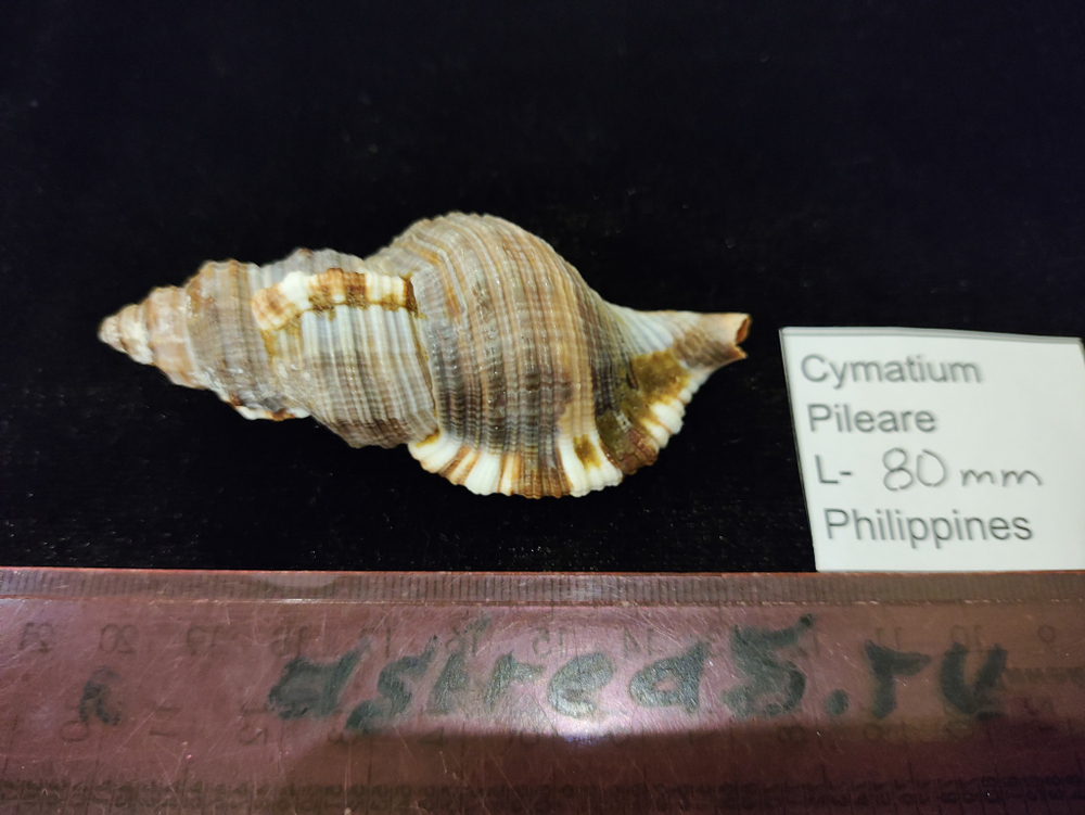 Циматиум Пилар "70-90мм"