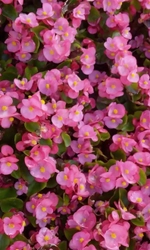 Бегония Боушин розовая F1, 10шт