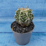 Astrophytum Myriostigma cv. Fukuryu (Астрофитум)