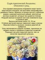 Седум Атлантис такесимский многолетний