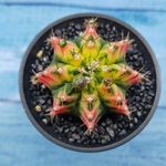 Gymnocalycium Variegata (Гимнокалициум Вариегатный)