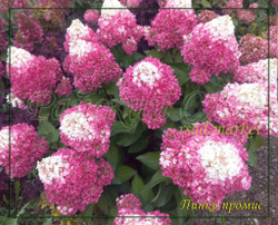 Гортензия метельчатая Пинк Промис- Розовое желание (Hydrangea paniculata `Pinky Promise`)