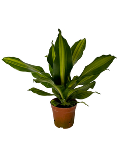 Драцена узколистная Golden Heart д.9