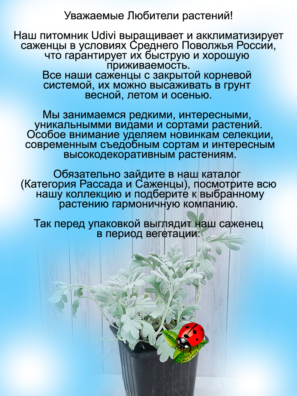 Полынь Стеллера серебристая многолетняя