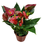 Антуриум Андрианум Красный