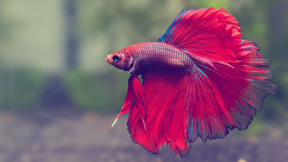 Betta splendens (Сиамский петушок)