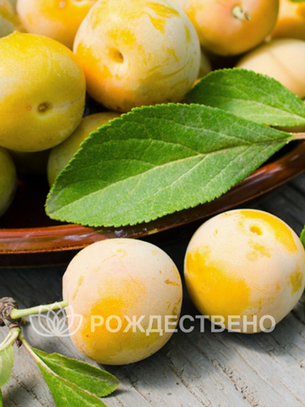 Алыча Царская