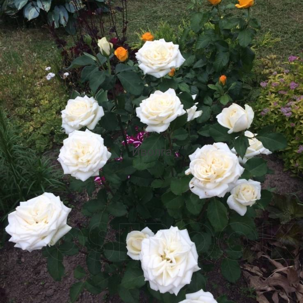Роза Анастасия (Чайная)