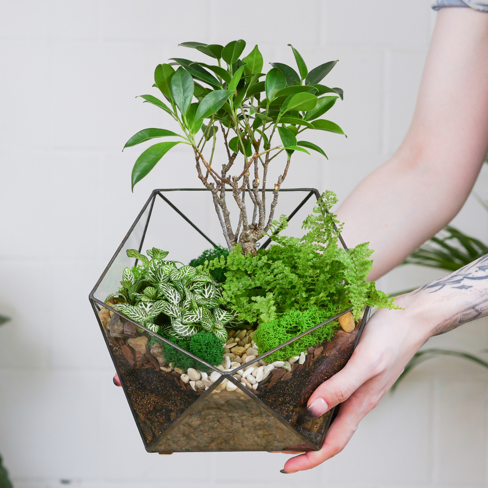 Готовый флорариум бонсай Фикус Икос