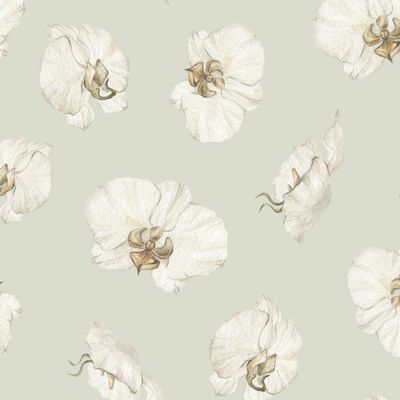 Белые орхидеи