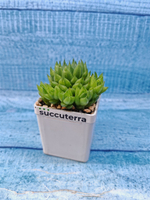 Haworthia Cooperi (Хавортия)