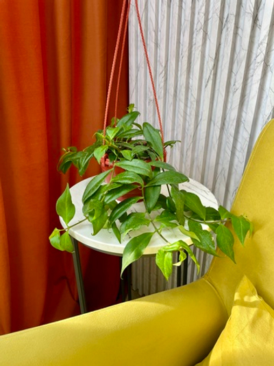 Эсхинантус Жар Птица в кашпо, D16см Н30см, 1шт, Россия