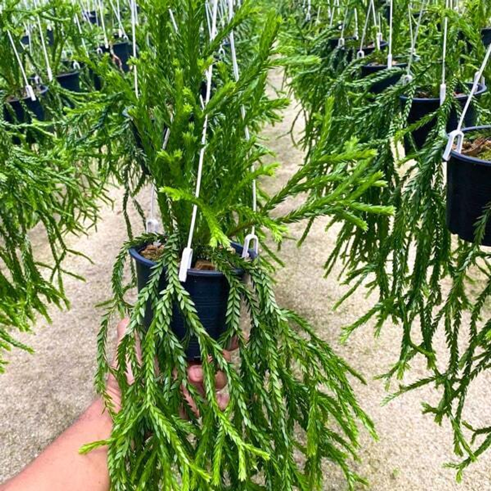 Хуперция H.TRIANGLE SATUN