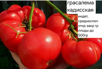 ГРАСАЛЕМА КАДИССКАЯ