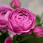 Роза спрей Misty Bubbles