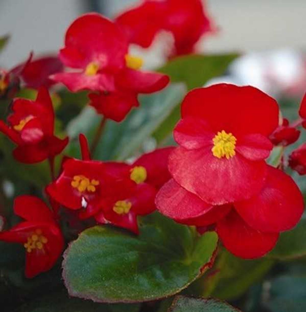 Бегония Вечноцветущая пурпурная