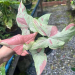 Сингониум PINK SALMON