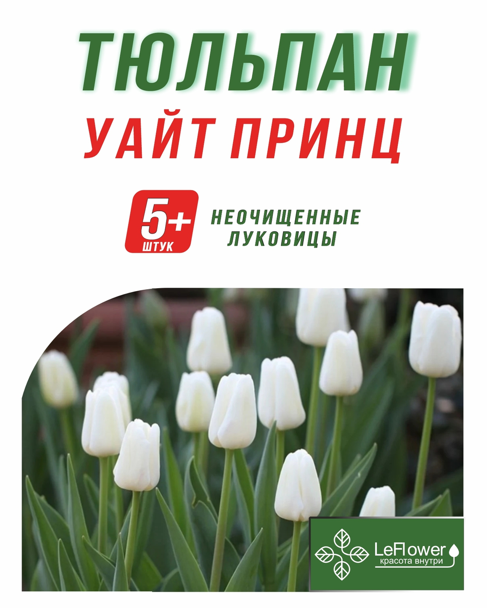 Тюльпан Луковица, Уайт Принц 5+ шт