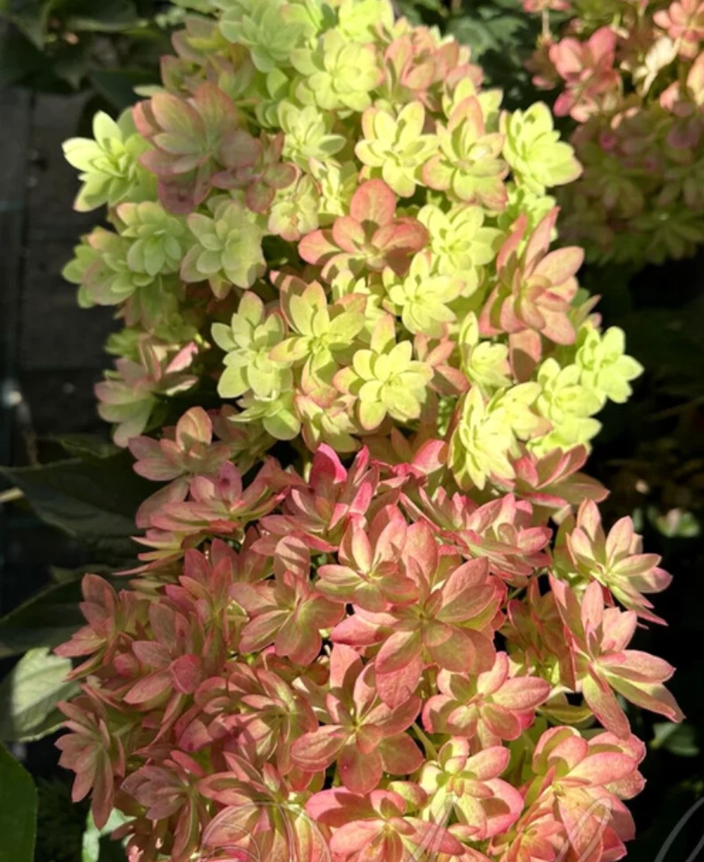 Мечта Лесково С3