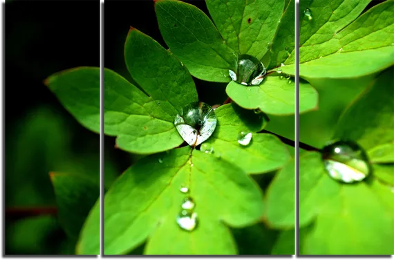 Модульная картина "Утренняя роса"