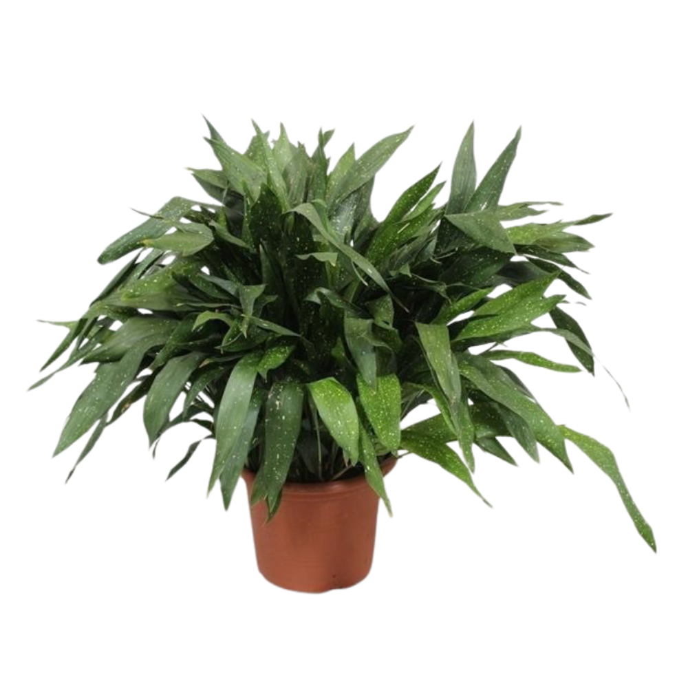 Аспидистра