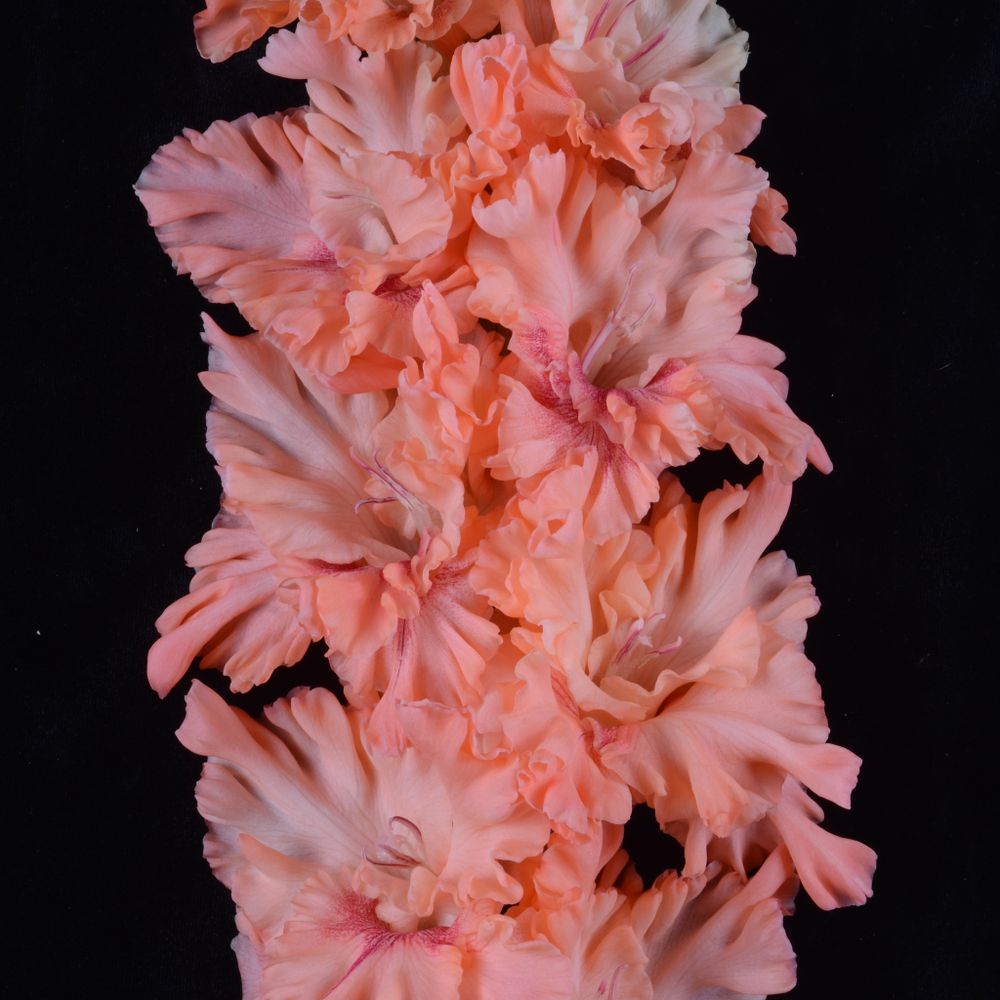 Гладиолус крупноцветковый Меланхолия
