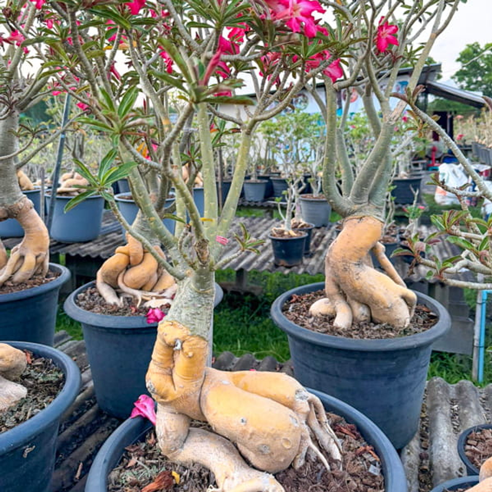 Адениум обесум GOLDEN ROOT s.18"