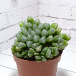 Haworthia Cooperi Venusta (Хавортия)