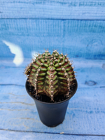 Gymnocalycium T-Rex Pink hybrid (Гимнокалициум)