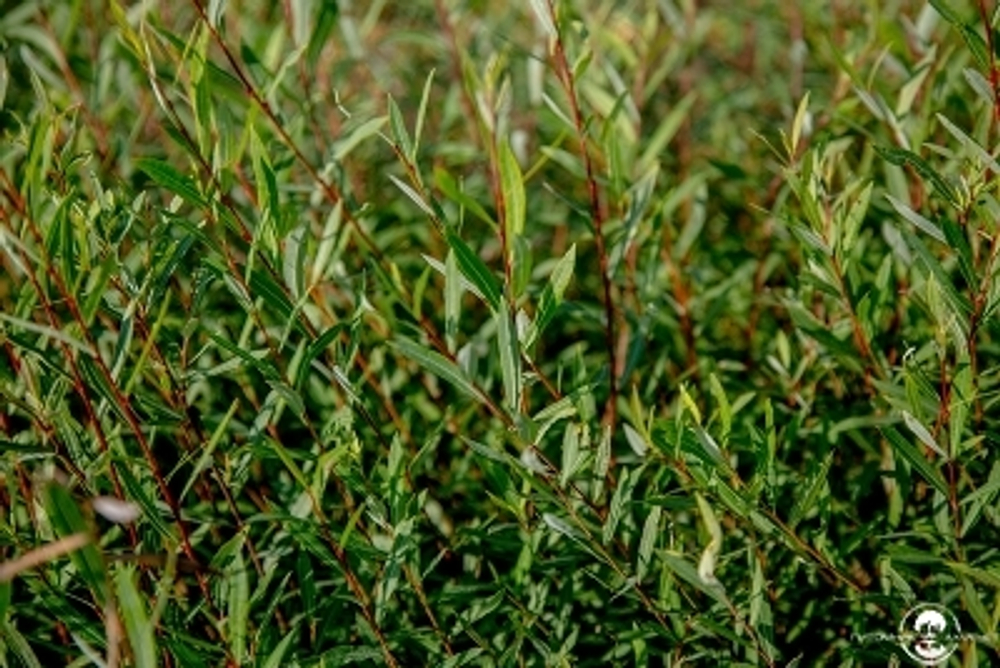 Ива красная Нана C5 60-80