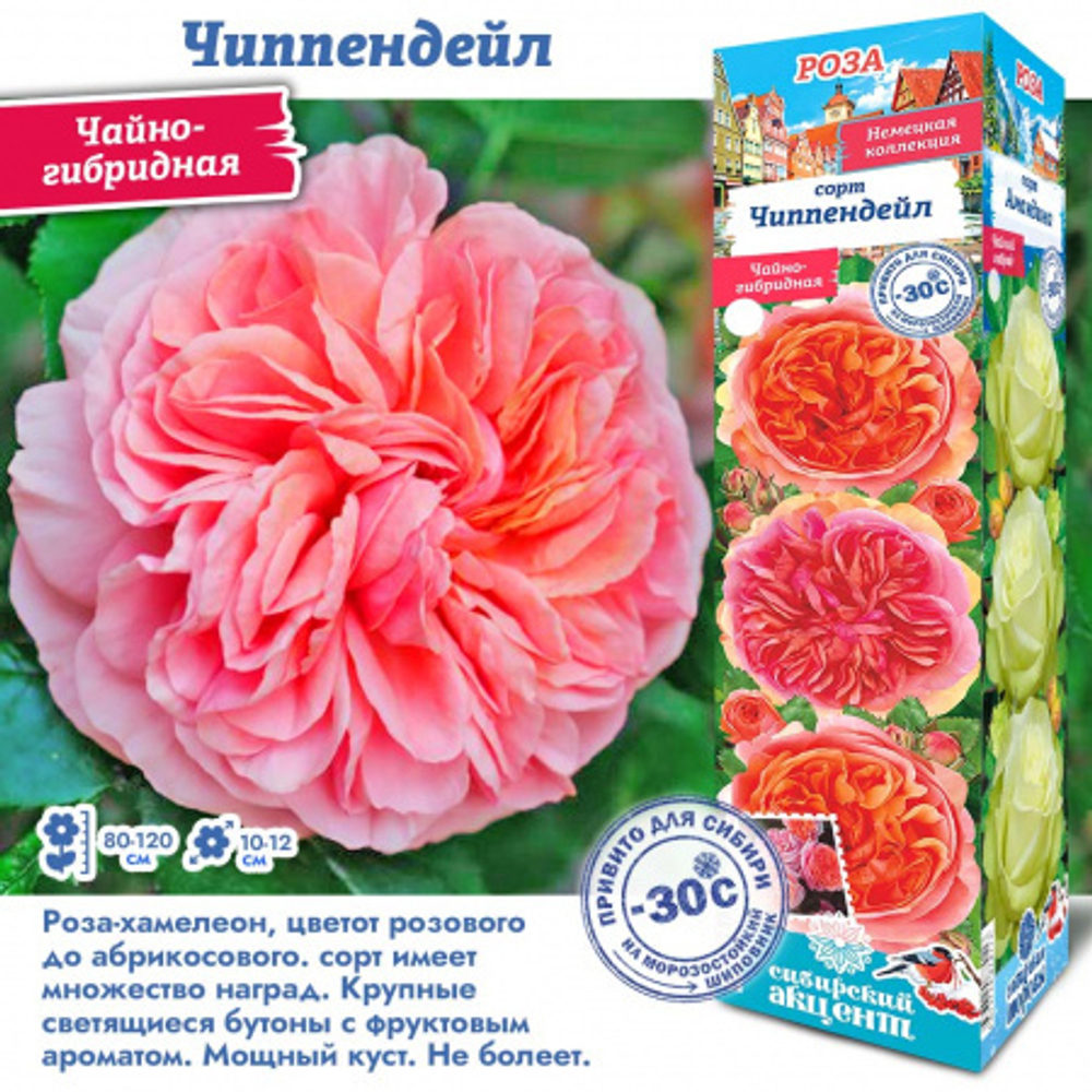 Роза Чиппендейл (Чайно-гибридная) 2 разбор