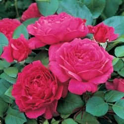 Ноубл Антони (Noble Antony)