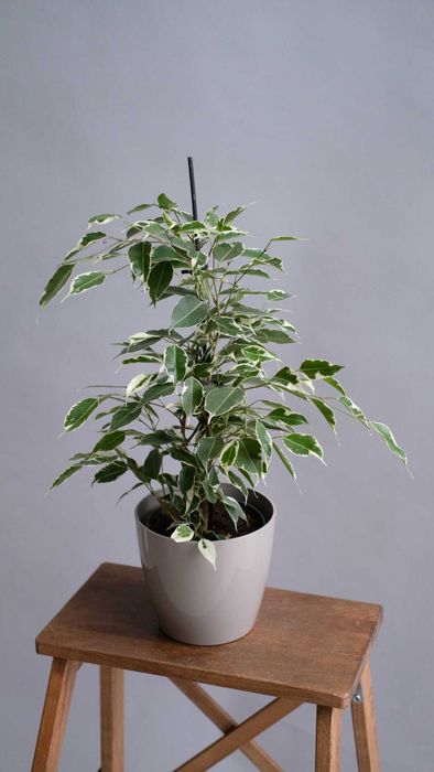Фикус бенджамина эльдорадо (D-14)