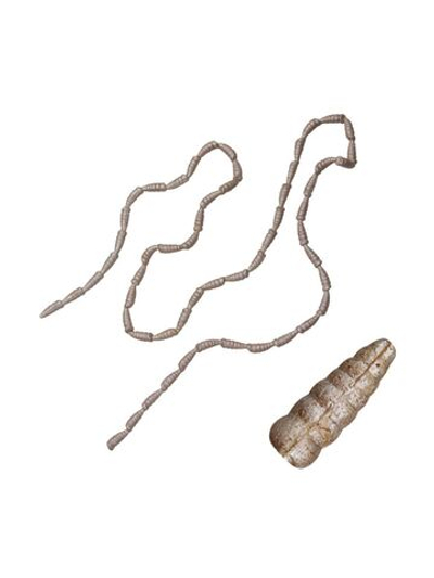 Приманка мягкая опарыш Berkley PowerBait Micro Power Maggot, 1 см, 110 шт, White