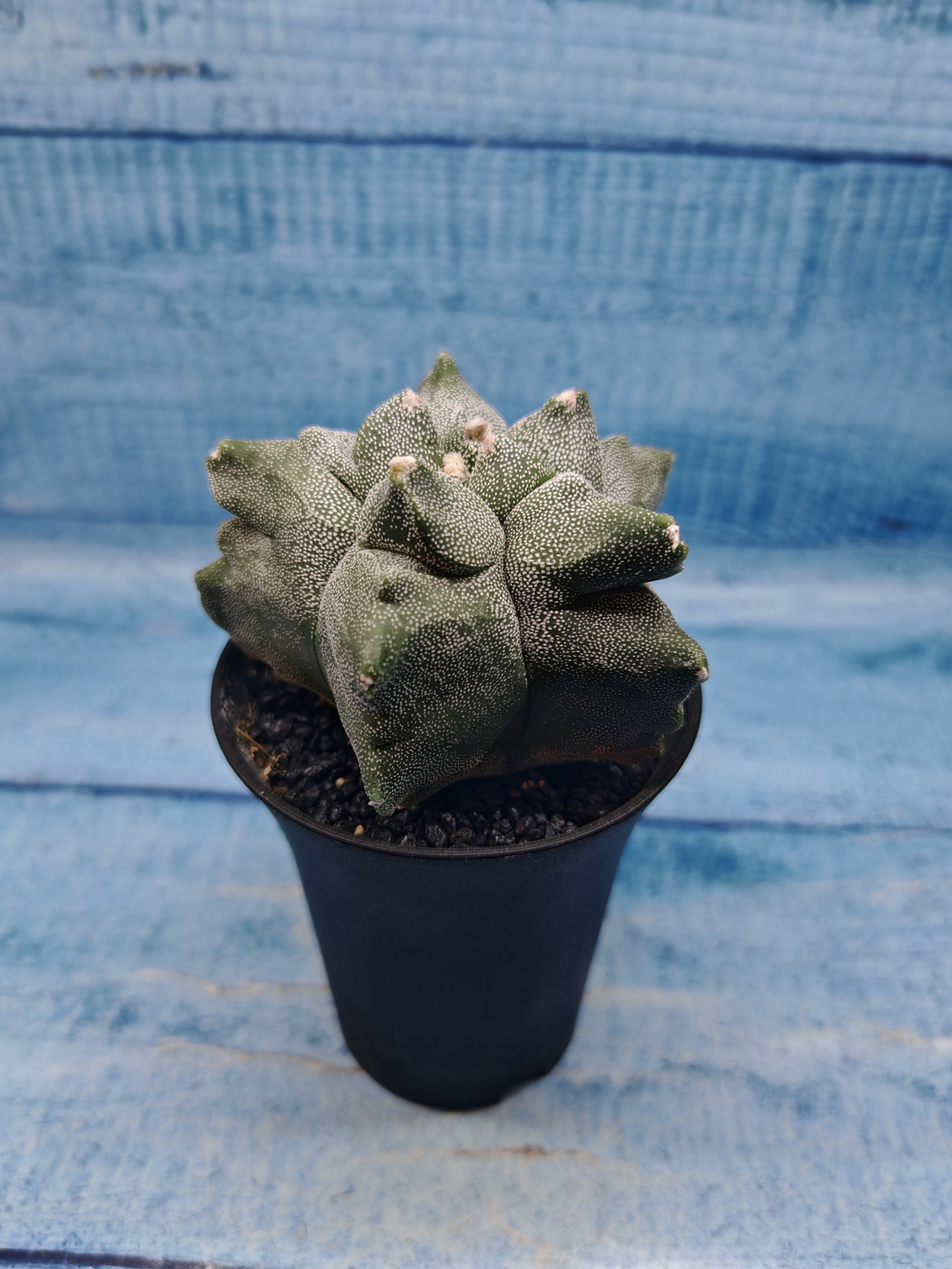Astrophytum Myriostigma monstrosa (Астрофитум)