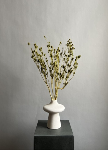 Эрингиум салатовый