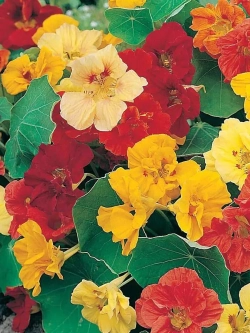 Семена Настурция Смесь