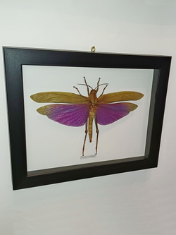 Кузнечик Titanacris самка в рамке