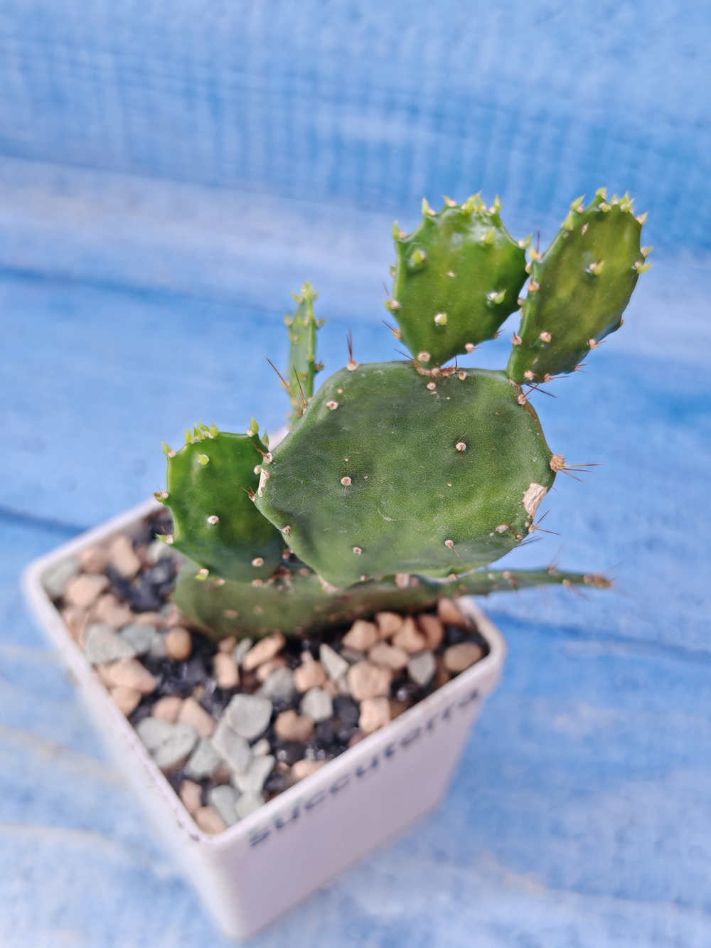 Opuntia Brasiliensis (Опунция)