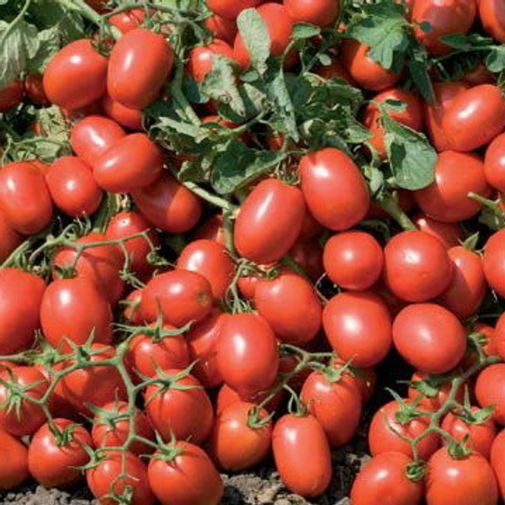 АДВАНС F1 семена томата Nunhems отзывы – фото 3