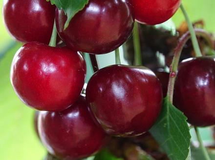 Саженец Вишни «Владимирская» (Привитая, Дерево, Старинный сорт, Эталон вкуса)