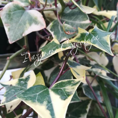 Микания вариегата