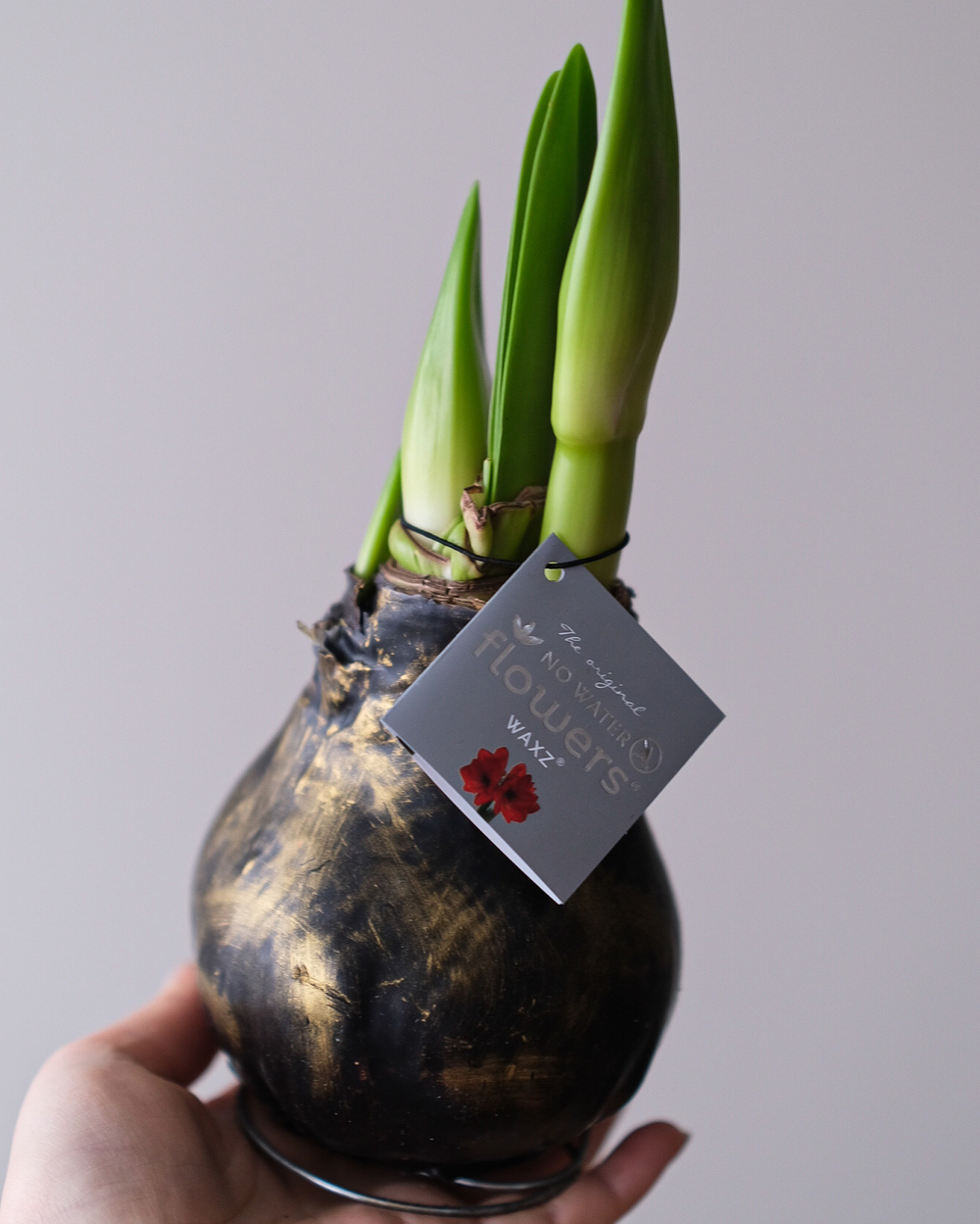 Луковица амариллиса в черном воске