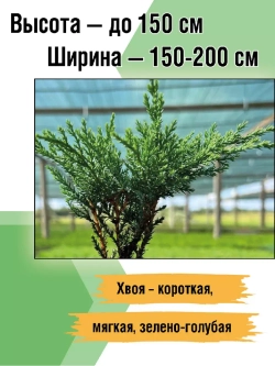 Саженец Можжевельник казацкий хвойный Тамарисцифолия